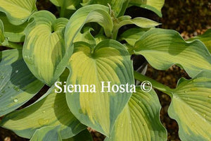 Super Nova Hosta