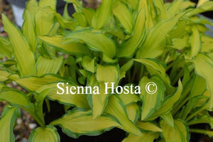 Hosta On the Marc