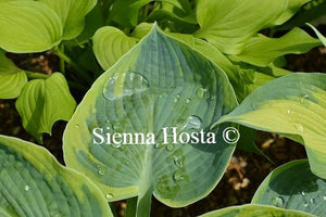 Hosta Sunnybrook