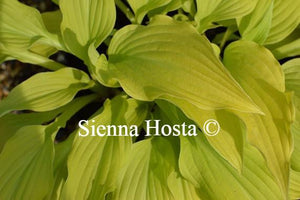 Hosta Ophir