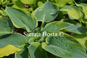 Hosta Sunnybrook