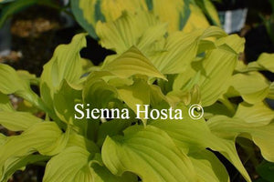 Hosta Ophir