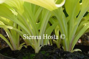 Hosta Ophir Stems