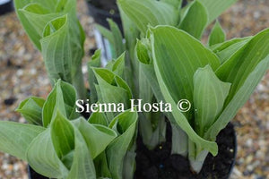 Hosta Big Top