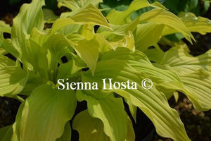 Hosta Ophir