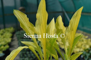 Hosta Cherry Tart