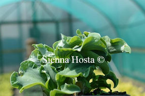 Hosta Church Mouse