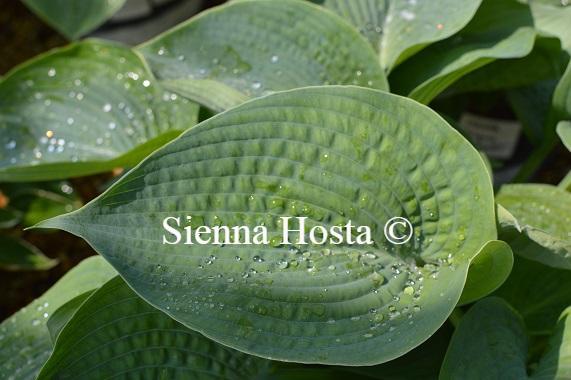 Hosta Abiqua Drinking Gourd