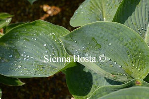 Hosta Abiqua Drinking Gourd