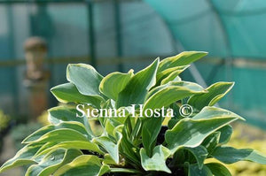 Hosta Con Te Partiro