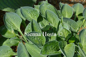 Hosta Abiqua Trumpet