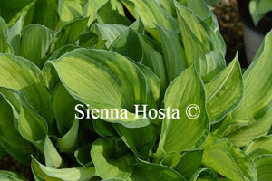 Hosta Phyllis Campbell