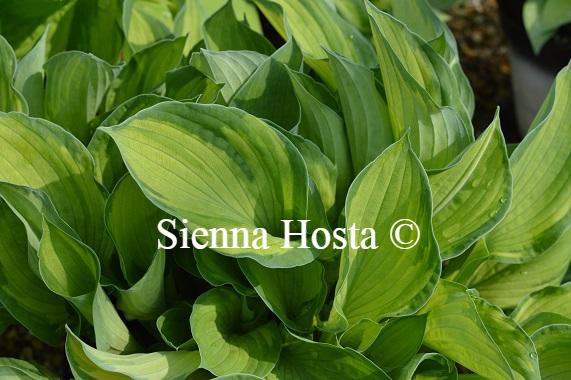 Hosta Phyllis Campbell