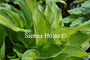 Hosta Phyllis Campbell
