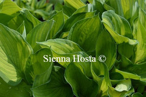 Hosta Phyllis Campbell