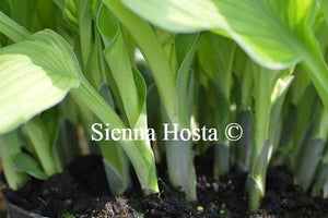 Hosta Phyllis Campbell