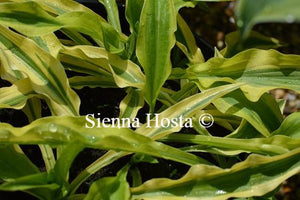 Hosta Alakazaam