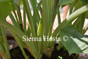 Hosta 'Allegan Emperor'