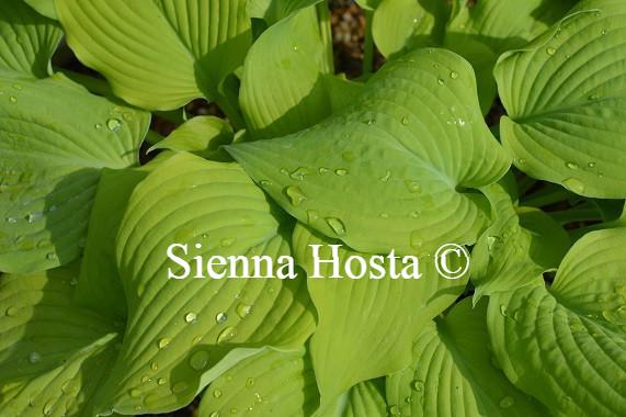 Hosta Piedmont Gold