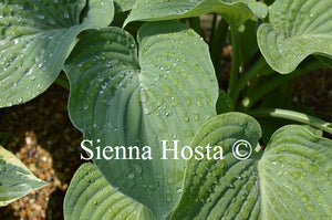 Hosta 'Allegan Emperor'