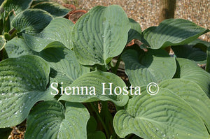 Hosta 'Allegan Emperor'