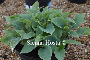 Hosta Blue Edger