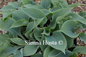 Hosta Blue Edger