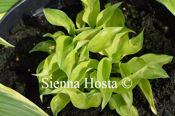 Hosta 'Pooh Bear'