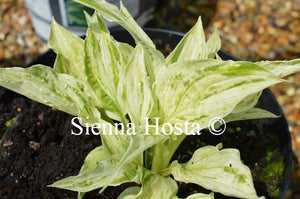 Hosta 'London Fog'