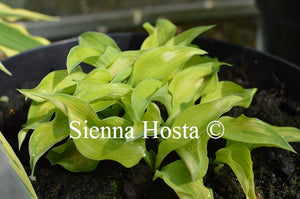 Hosta 'Pooh Bear'