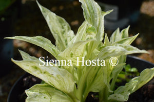 Hosta 'London Fog'