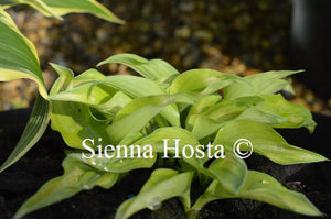 Hosta 'Pooh Bear'