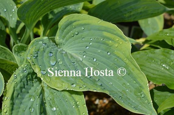 Hosta Alvatine Taylor