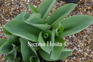 Hosta Blue Mammoth