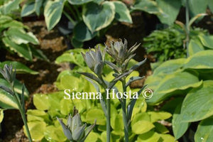 Hosta Alvatine Taylor