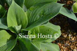 Hosta 'Prince of Wales'