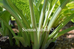 Hosta Alvatine Taylor