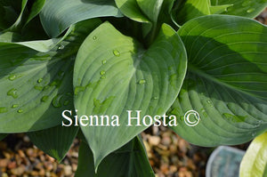 Hosta 'Prince of Wales'