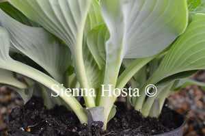 Hosta 'Prince of Wales'