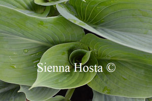 Hosta 'Prince of Wales'