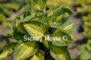 Hosta Island Charm