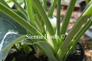 Hosta American Halo