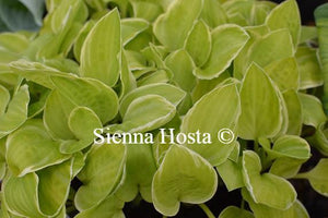 Hosta Platinum Tiara