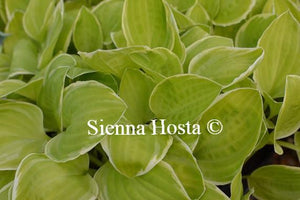 Hosta Platinum Tiara