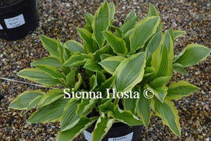 Hosta 'Bold Ribbons'