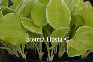 Hosta Platinum Tiara