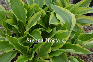Hosta 'Bold Ribbons'