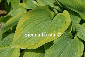 Hosta Academy Blushing Recluse