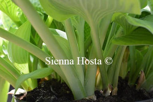 Hosta Academy Blushing Recluse