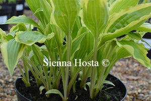 Hosta Carolina Sunshine